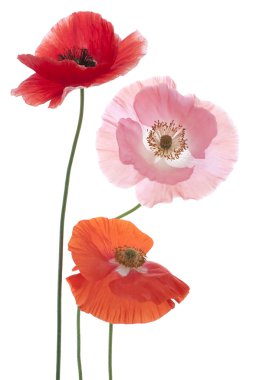 Poppy flowers clipart