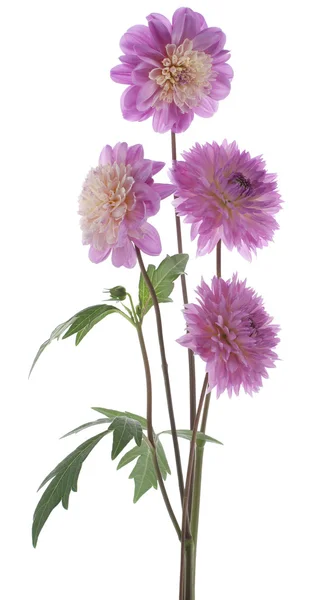 stock image Dahlia