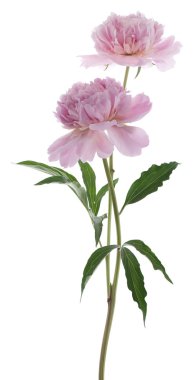 Peony flowers clipart