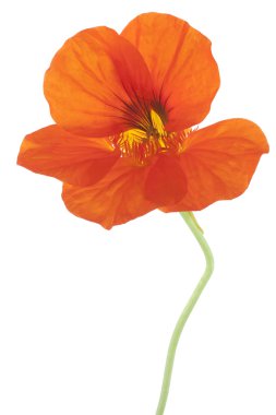 Nasturtium