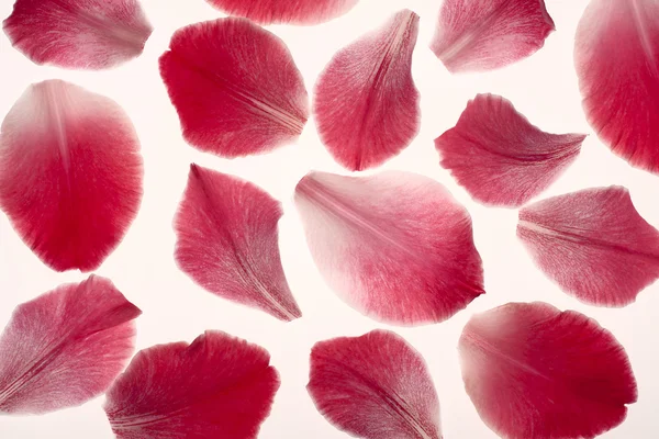 Gladiolus petals — Stock Photo, Image