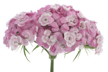 Carnation clipart