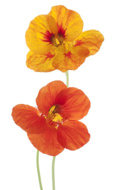 Nasturtium clipart