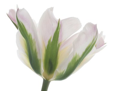 Tulip flower clipart