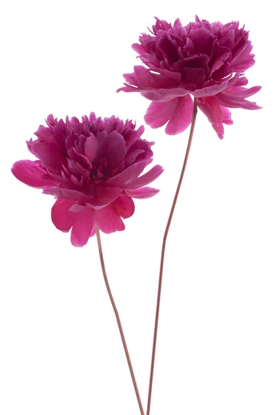 Peony flowers — Stock Photo, Image