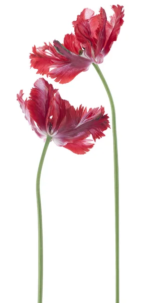 Flores de tulipa — Fotografia de Stock