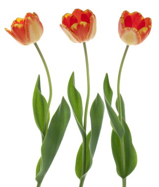 Tulip flowers clipart