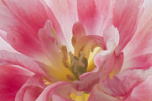 Tulpenblüte — Stockfoto