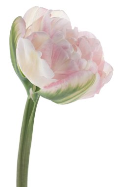 Tulip flower clipart