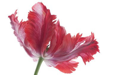 Tulip flower clipart