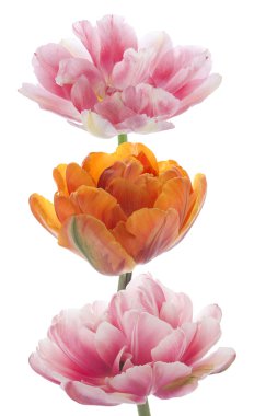 Tulip flowers clipart