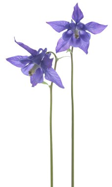 Columbine