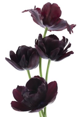 Tulip flowers clipart