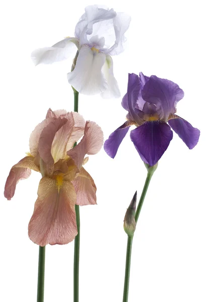 stock image Iris flower