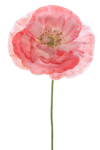 Poppy flower — Stock Photo, Image