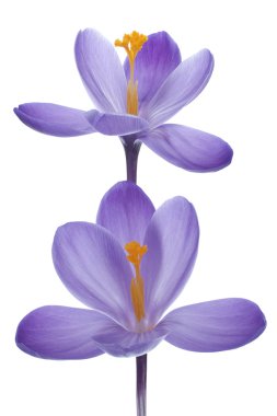 Crocus clipart