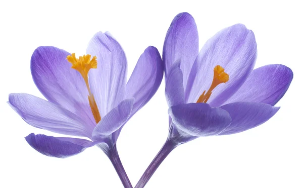 Crocus flowers — Stock Photo, Image
