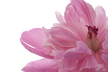 Peony flower clipart