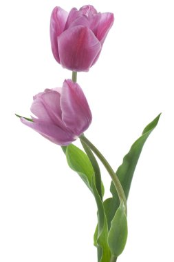 Tulip flowers clipart