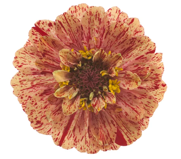 Stock image Zinnia