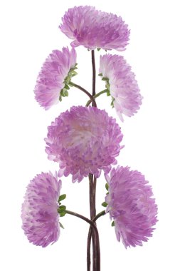 China aster clipart