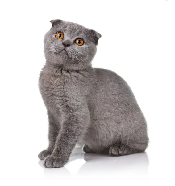 Маленький кошеня лопатевого вуха ізольований на білому — стокове фото