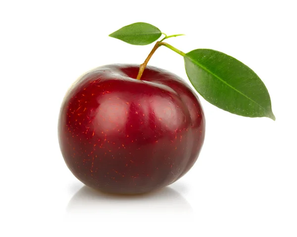 Ripe plums fruit isolated on white — Zdjęcie stockowe