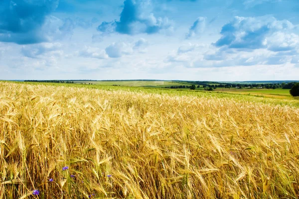 成熟的小麦风景反对蓝蓝的天空 — 图库照片