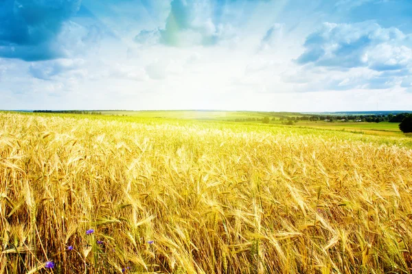 Спелые пшеничные пейзажи против голубого неба — стоковое фото