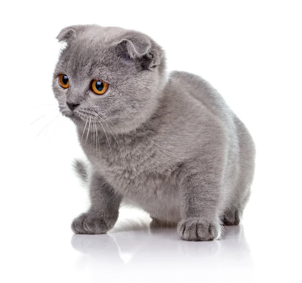 Koťátko zběsilého útoku izolované na bílém Stock Snímky