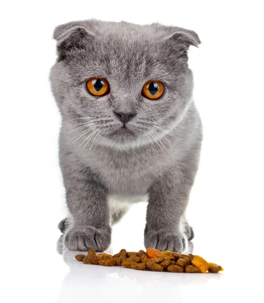 Маленький котенок ест корм для домашних животных изолирован на белом — стоковое фото