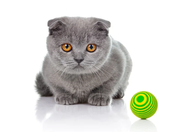 Котёнок играет с шарами, изолированными на белом — стоковое фото