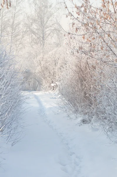 Zimowy chodnik na śniegu wśród krzaków mrożone — Zdjęcie stockowe