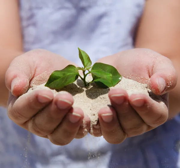 Маленькая девочка держит молодое растение — стоковое фото