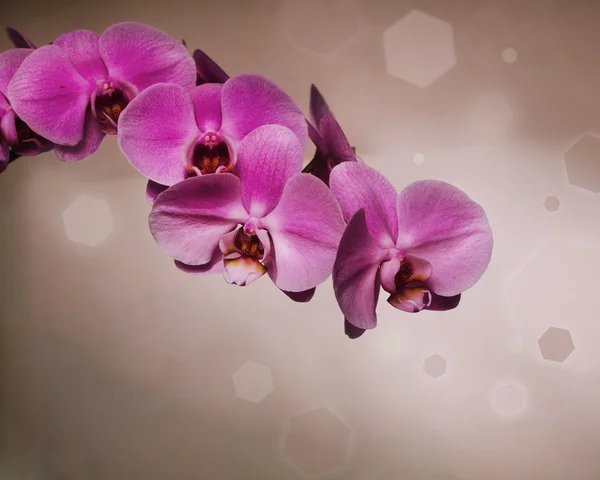Retro tarzı kahverengi zemin üzerinde pembe orkide — Stok fotoğraf