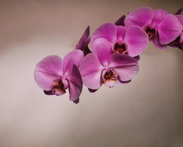 ハワイピンクの蘭 — ストック写真