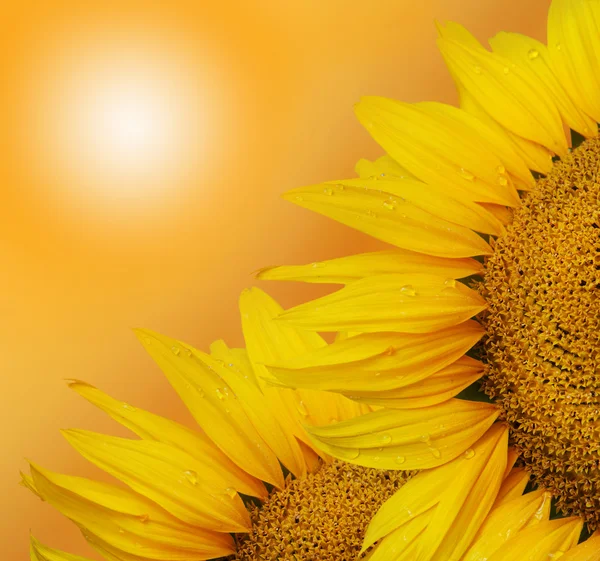 两个向日葵在阳光明媚的背景上 — 图库照片