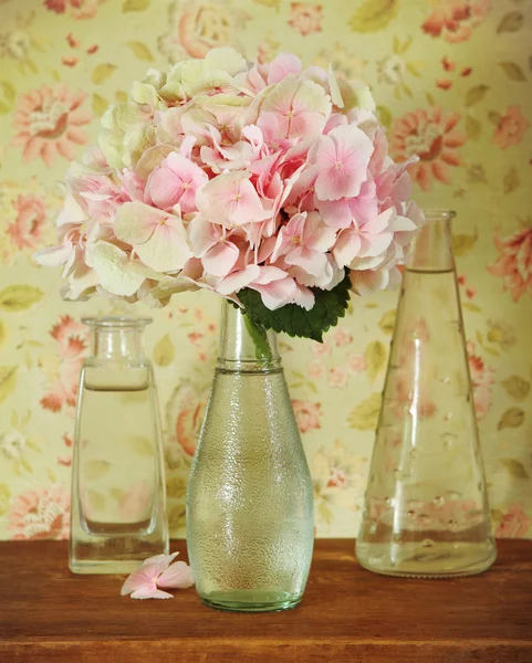 Blossoming pink hydrangea in bottle — Stock Photo, Image