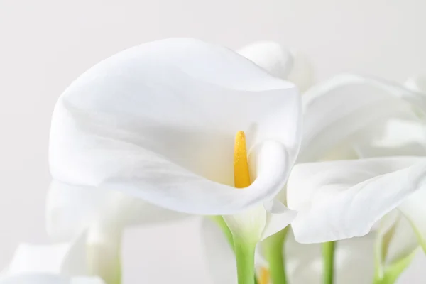 Bunch of Cala Lilies in high key — Stock Photo, Image