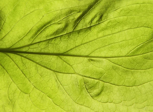 Textura de folha verde. Fundo de mola abstrato — Fotografia de Stock