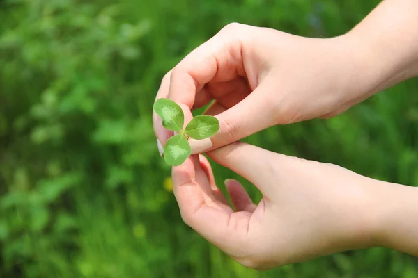 Clover in female hands — Stock Photo, Image