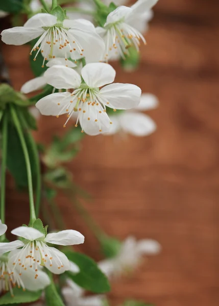Spring blossom cherry flowers — Stock Photo, Image