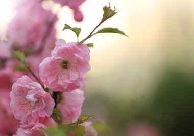 Bahar çiçeği pembe sakura