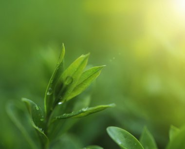 Tea plantation close up background clipart