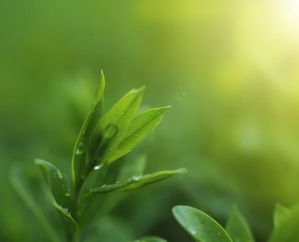Herbata plantation Zamknij się tło — Zdjęcie stockowe