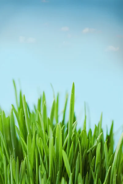 Fresh spring bokeh abstract background — Stock Photo, Image