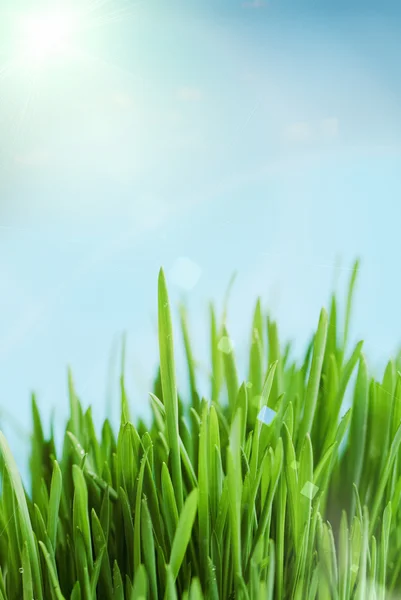 stock image Fresh spring bokeh abstract background