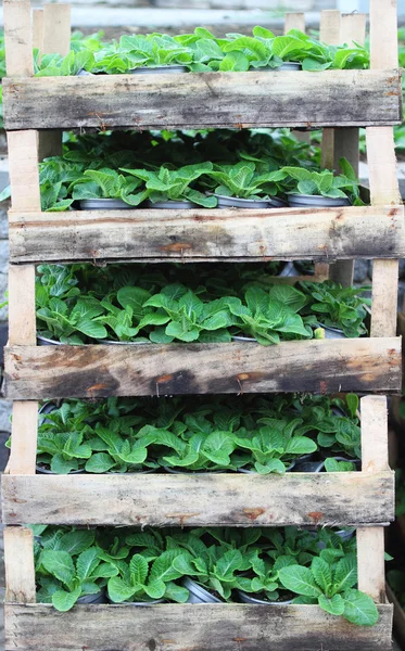 Молоді зелені паростки в дерев'яній коробці — стокове фото