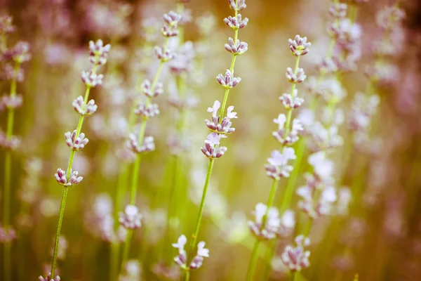 Lavender field. Closeup details — Stock Photo, Image