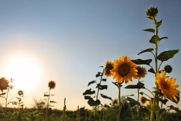 Solrosor i fält och blå klar himmel — Stockfoto